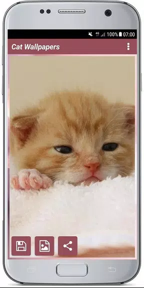 CUTE CAT WALLPAPERS স্ক্রিনশট 3