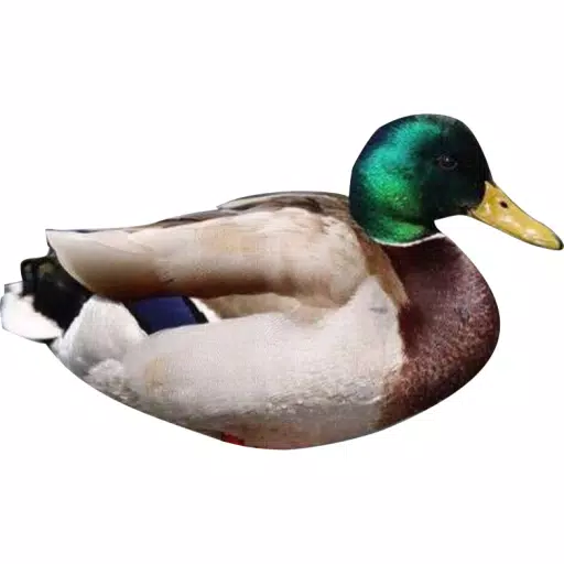 DuckyDuck