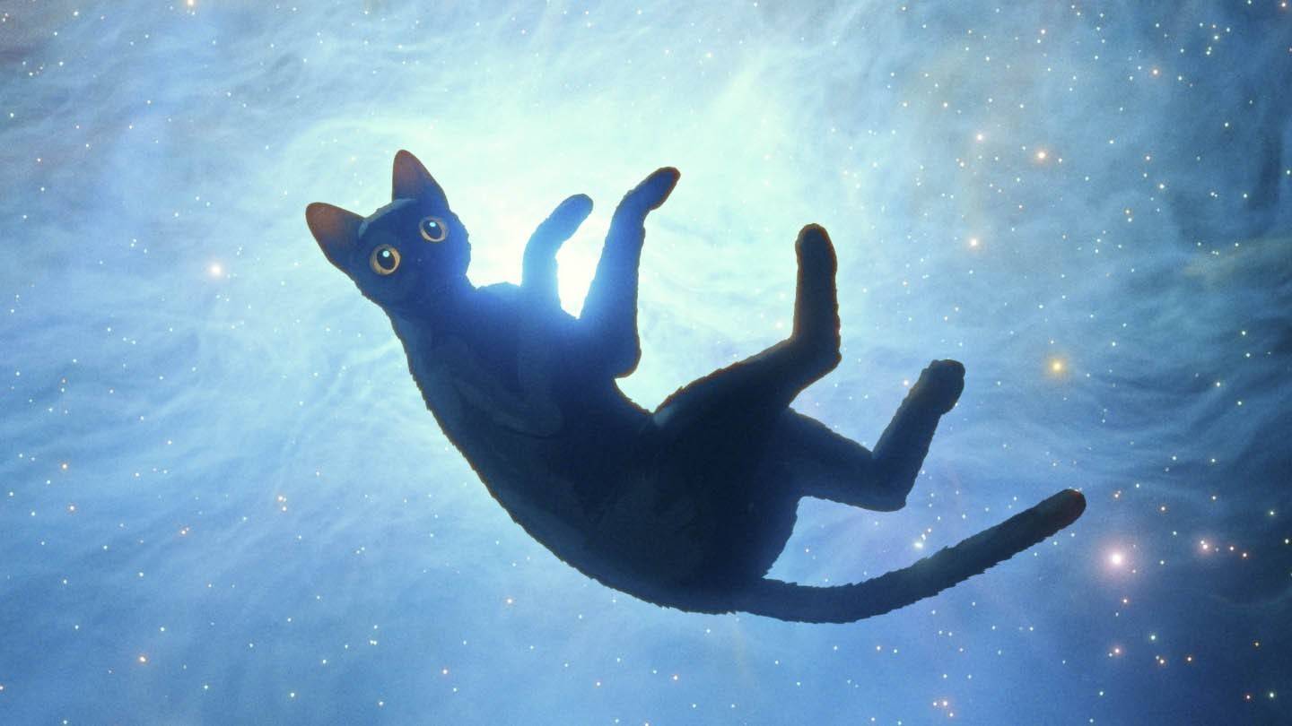 Kedi