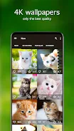 Kitten Wallpapers 4K Screenshot 1