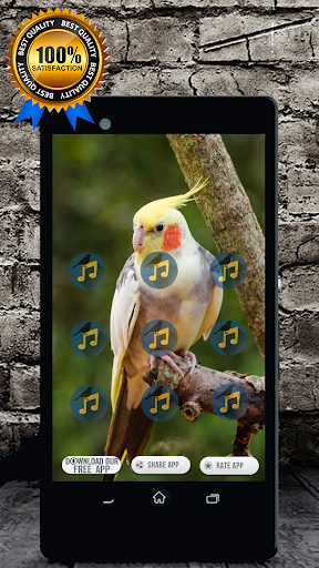 Cockatiel Singing : Cockatiel Sounds Screenshot 0